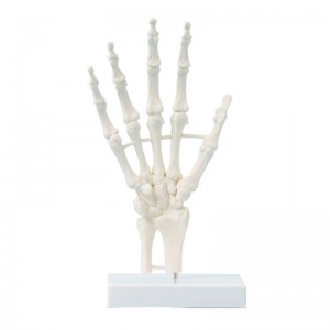 Basic Hand Skeleton Model
